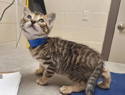 A baby small-sized male Domestic Short Hair cat named Anteater for adoption in Westland, MI