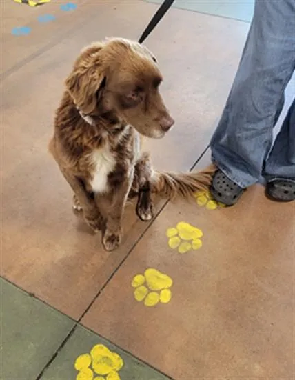 An adult medium-sized female Flat-Coated Retriever dog named Bailey for adoption in Van Nuys, CA