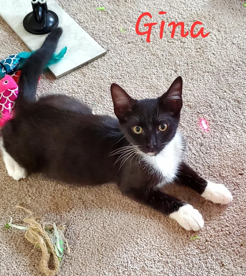 A baby medium-sized female Black & White / Tuxedo Domestic Short Hair cat named Gina for adoption in Jacksonville, FL
