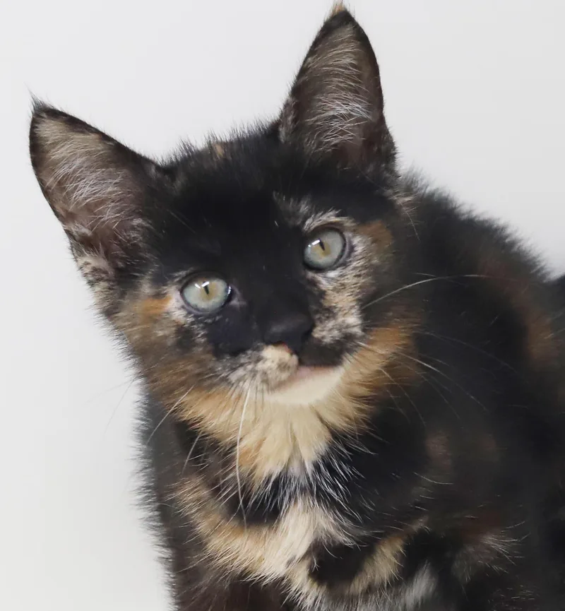 A baby small-sized female Tortoiseshell cat named Akari  SOO unique for adoption in Bedford Hills, NY