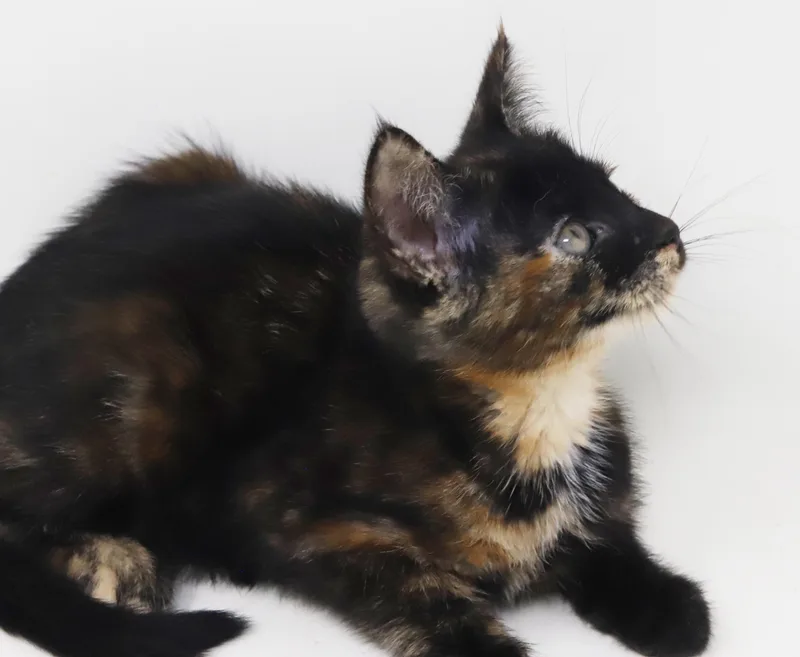 Akari  SOO unique thumbnail 6
