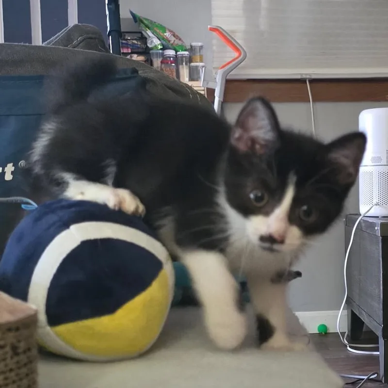 A baby small-sized female Black Domestic Short Hair cat named Gavriel for adoption in Monroe, MI