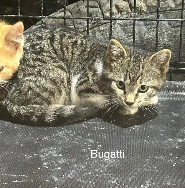 A baby medium-sized female Domestic Short Hair cat named Bugatti for adoption in Cloquet, MN