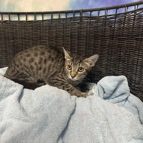 A baby medium-sized female Gray / Blue / Silver Domestic Short Hair cat named Stassi for adoption in Henderson, NV