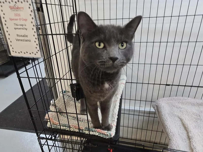 An adult large-sized male Gray / Blue / Silver Domestic Short Hair cat named Thunder for adoption in Southbury, CT