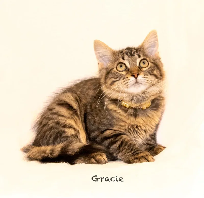 A baby small-sized female Domestic Medium Hair cat named Gracie for adoption in Hot Springs Village, AR
