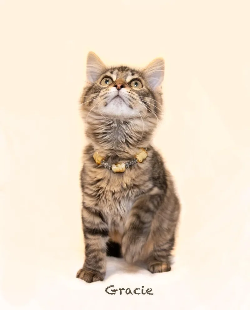 Gracie thumbnail 3
