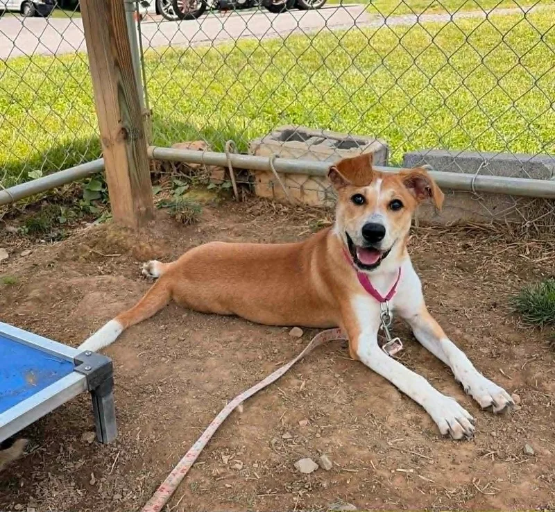 A baby medium-sized female Shepherd dog named Strawberry for adoption in Blountville, TN