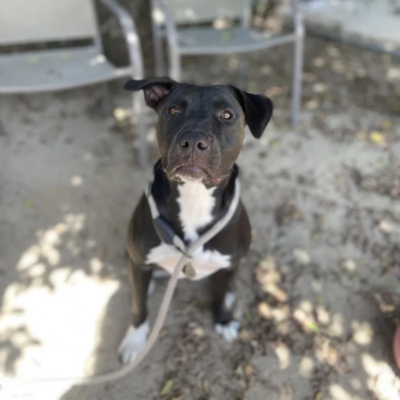 An adult medium-sized female Black Pit Bull Terrier dog named Sami for adoption in Riverside, CA