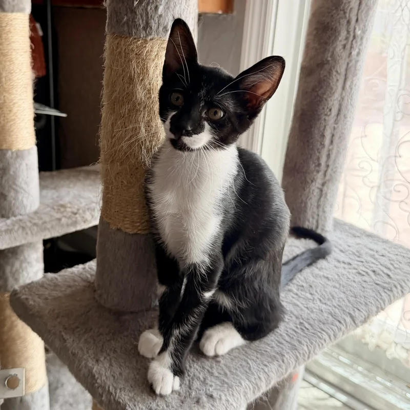 A baby medium-sized male Black & White / Tuxedo Oriental Short Hair cat named Cosmo for adoption in Boca Raton, FL