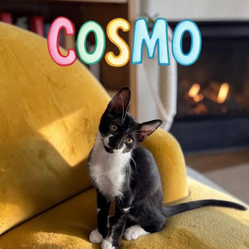 Cosmo thumbnail 3