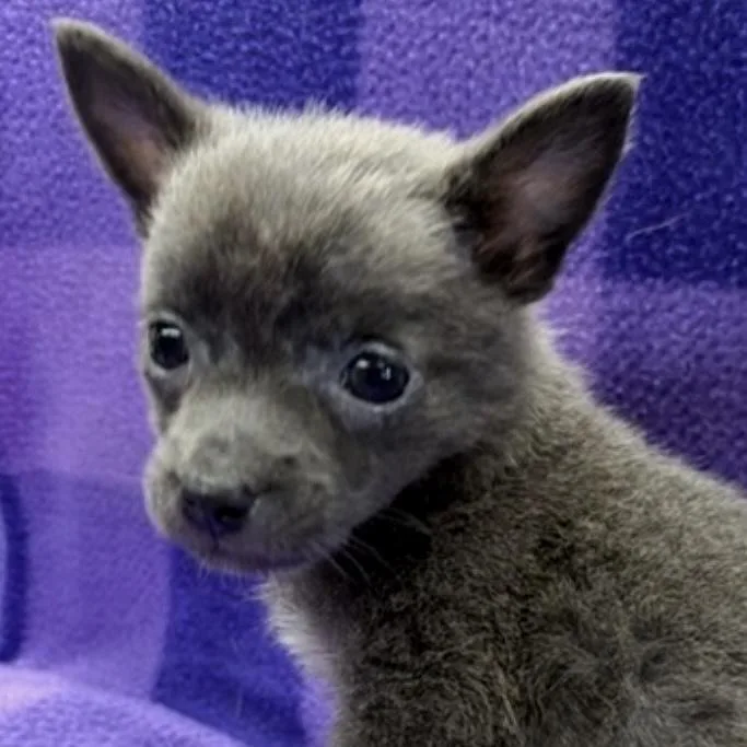 A baby small-sized female Gray / Blue / Silver Chihuahua dog named Dolly Madison for adoption in Columbia, SC