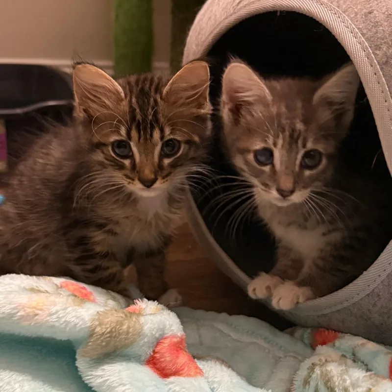 A baby small-sized female Domestic Short Hair cat named Maya for adoption in Chattanooga, TN