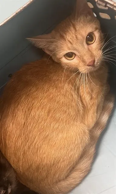 A young medium-sized female Domestic Short Hair cat named Roxy for adoption in Rosenberg, TX