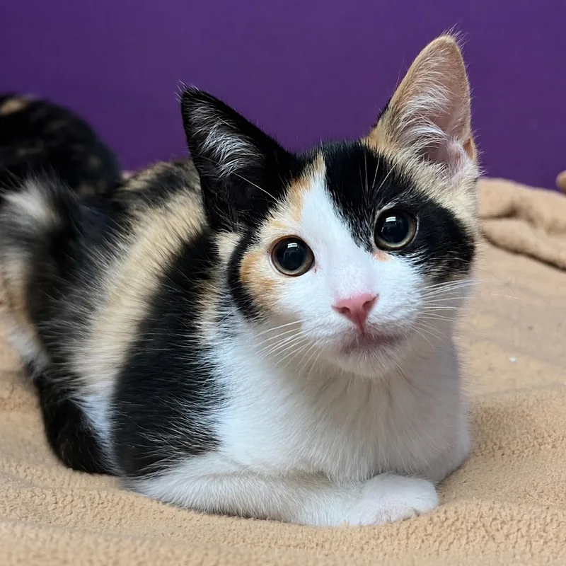 A baby medium-sized female Calico Domestic Short Hair cat named Algebra for adoption in Pontiac, MI