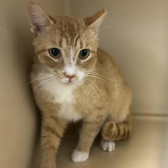 A young medium-sized male Domestic Short Hair cat named Safari for adoption in Lincolnton, NC