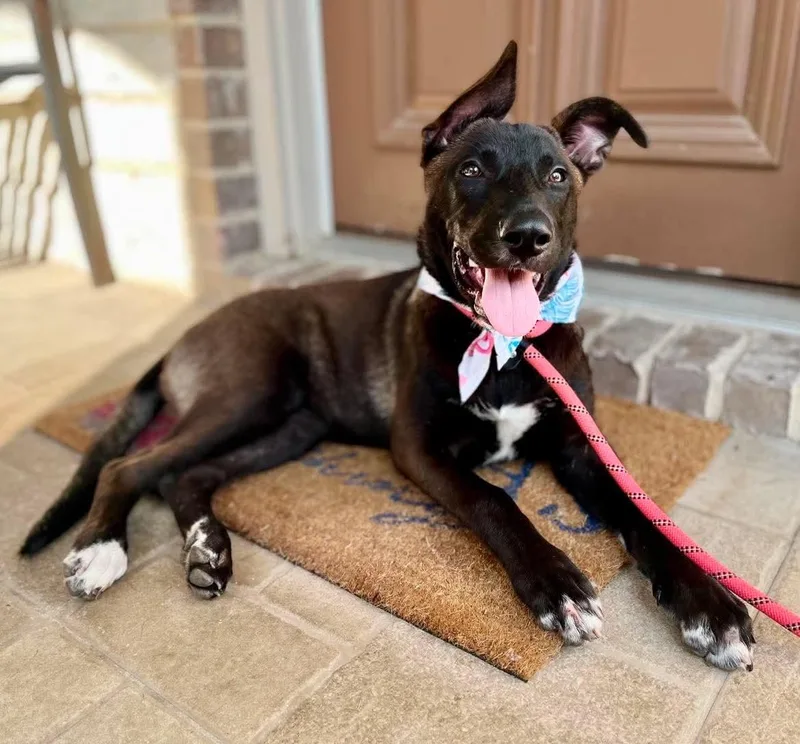 A baby medium-sized female Tricolor (Brown, Black, & White) Belgian Shepherd / Malinois dog named Penny for adoption in San Antonio, TX