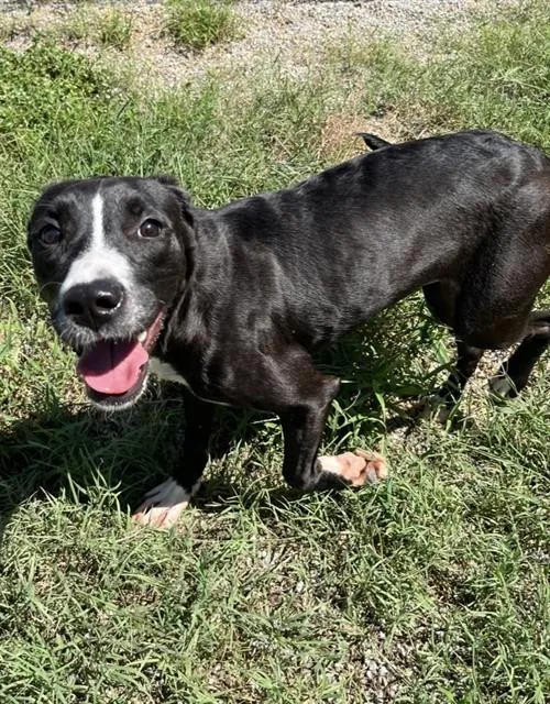 A young small-sized female Pit Bull Terrier dog named Petra for adoption in Augusta, GA