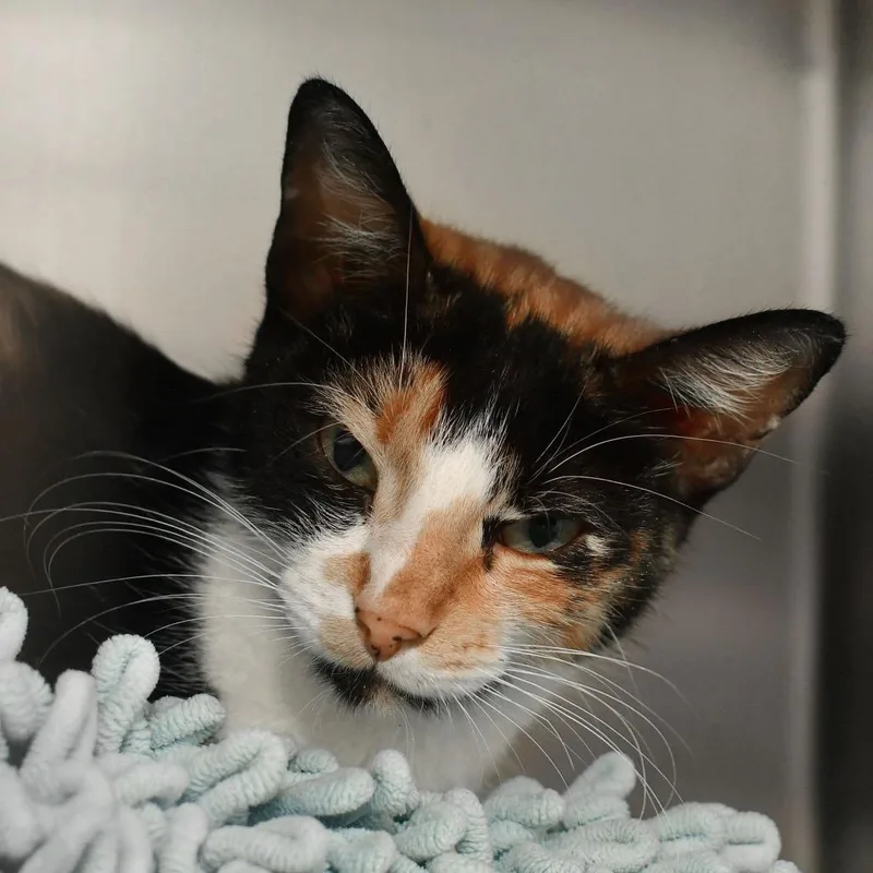 An adult medium-sized female Calico Domestic Short Hair cat named Clawdia for adoption in Ottawa, KS