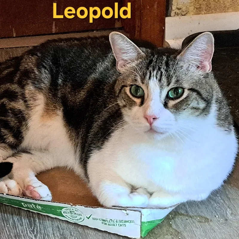 Leopold