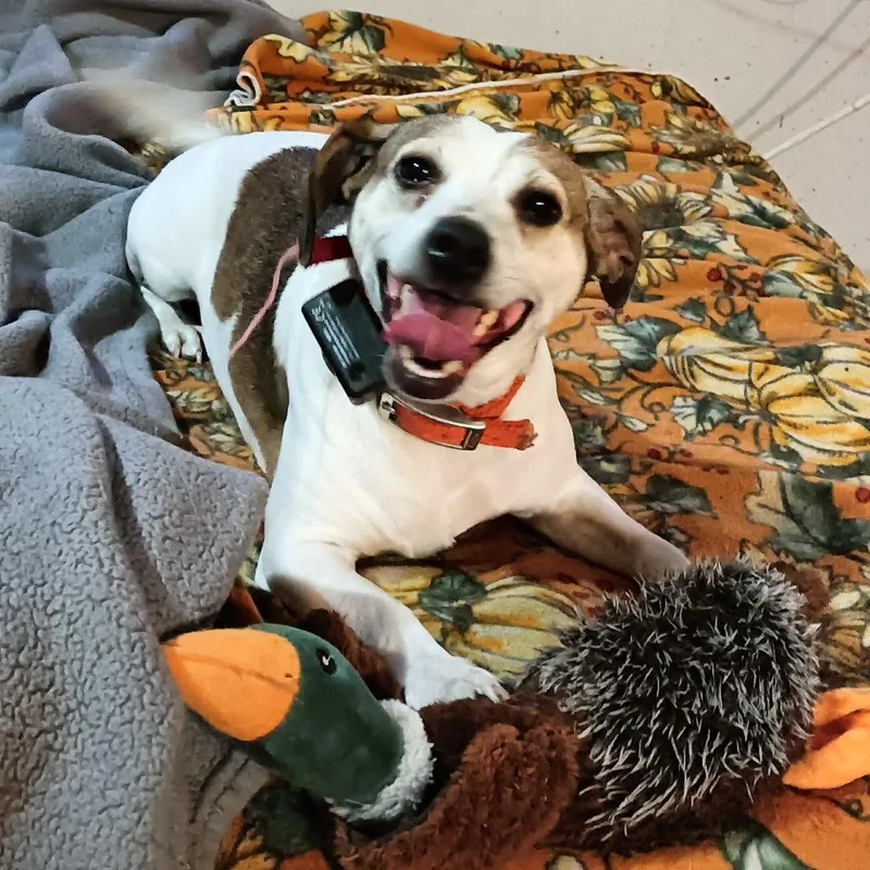 An adult small-sized female Jack Russell Terrier dog named Lucky for adoption in Farmington, MN