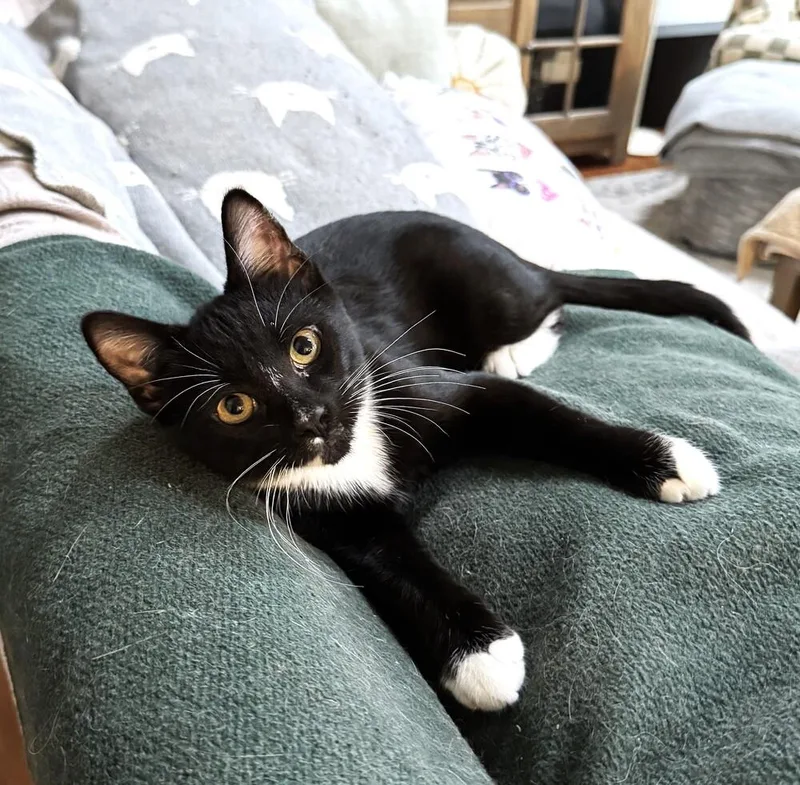 A baby small-sized male Black & White / Tuxedo Domestic Short Hair cat named Gomez for adoption in Mooresville, NC