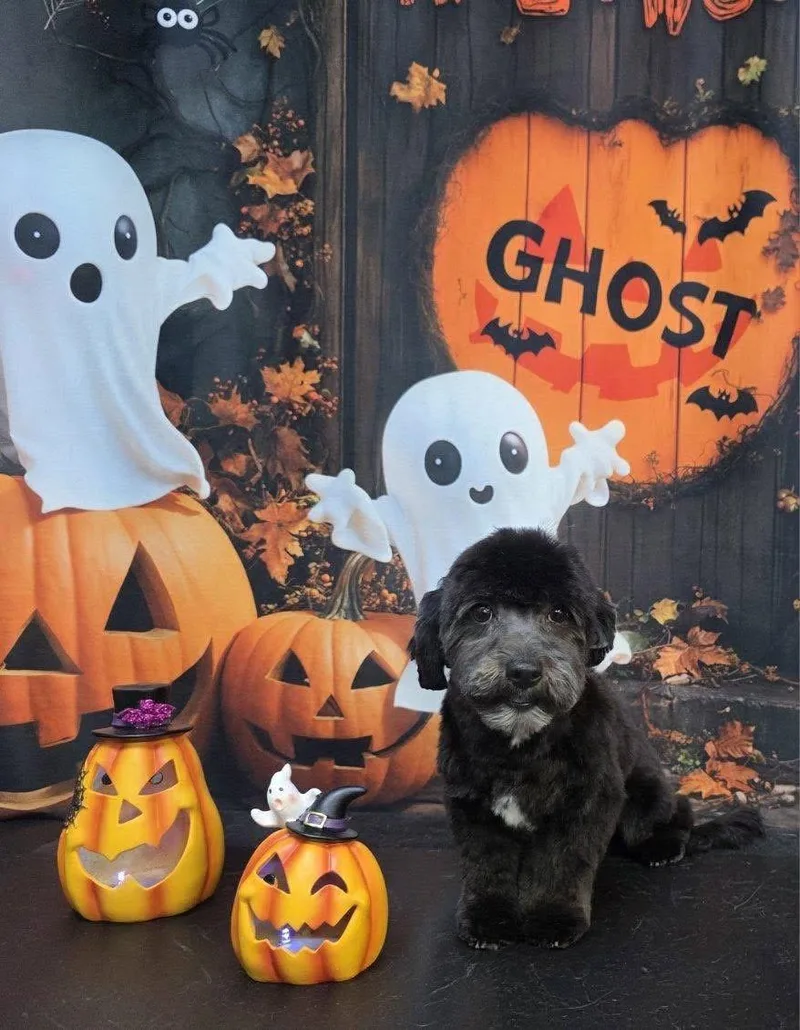 A baby small-sized male Black Yorkie Poo dog named Spidey Crew  Ned for adoption in Phoenix, AZ