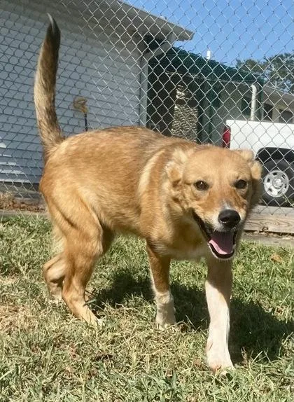A young medium-sized female Shepherd dog named Nyssa for adoption in Glasgow, KY