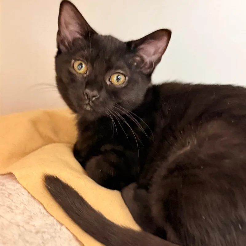 A baby small-sized female Domestic Short Hair cat named Delta for adoption in Cumming, GA