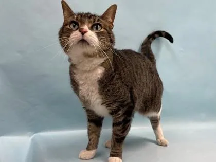 A senior small-sized male Domestic Short Hair cat named Milo for adoption in Coon Rapids, MN