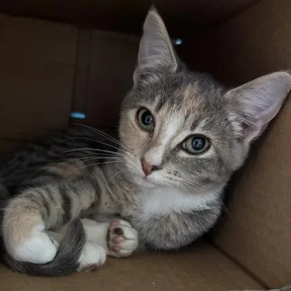 A baby small-sized female Domestic Short Hair cat named Florence $ for adoption in Seneca, SC