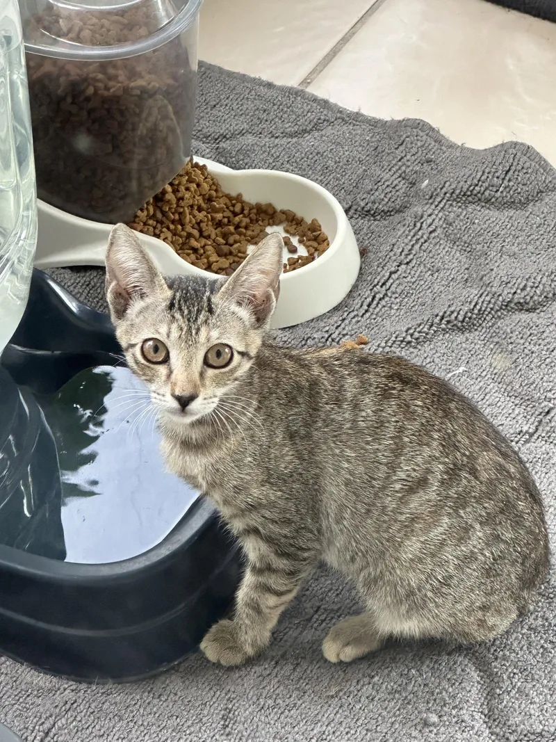 A young medium-sized male Domestic Short Hair cat named Jasper for adoption in Virginia Beach, VA