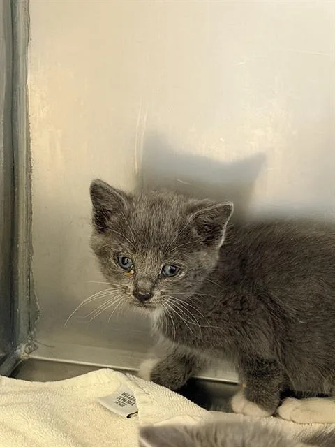 A baby small-sized male Domestic Short Hair cat named Pansas for adoption in Santa Cruz, CA