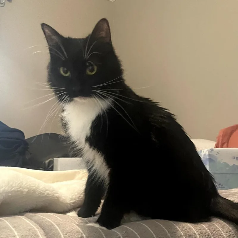 A young medium-sized female Black Domestic Short Hair cat named Camille for adoption in Auburn, AL