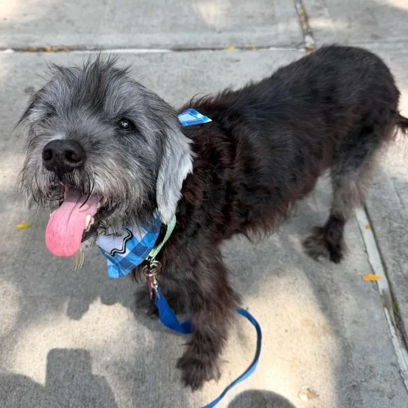A senior medium-sized male Miniature Schnauzer dog named Bruce for adoption in Brooklyn, NY