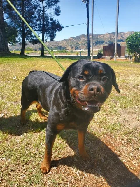 An adult large-sized female Rottweiler dog named Isis for adoption in Castaic, CA