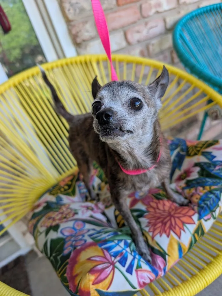 A senior small-sized male Brindle Chihuahua dog named Gerald AK for adoption in Bryan, TX