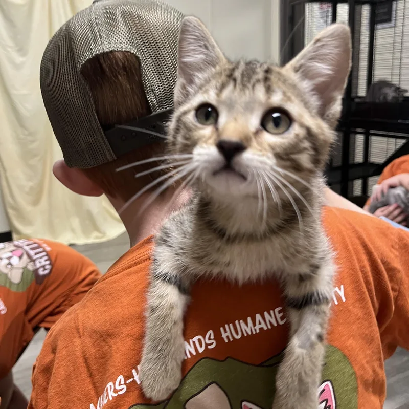 Bullseye thumbnail 2