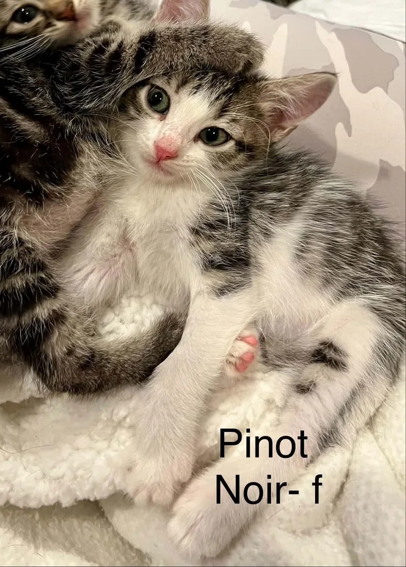 A baby small-sized female Domestic Short Hair cat named Pinot Noir for adoption in Saint Charles, MO