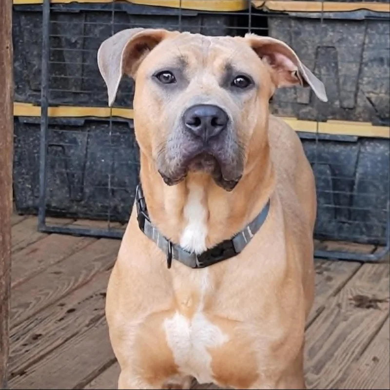 A young large-sized male Sable Presa Canario dog named Shrek for adoption in CUMMING, GA