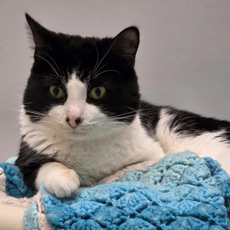 A young medium-sized male Black Domestic Short Hair cat named George for adoption in Cooperstown, NY