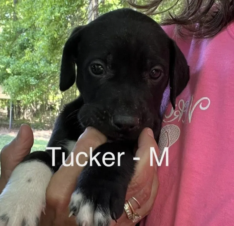 A baby medium-sized male Black Hound dog named Tucker for adoption in Parma, OH