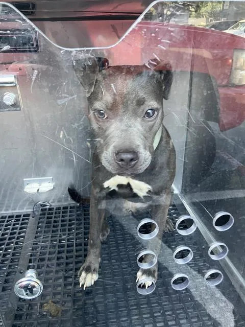 A young medium-sized female Mixed Breed dog named Willow for adoption in Dallas, TX