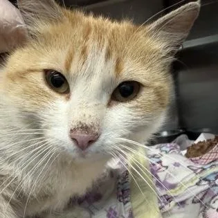 An adult medium-sized female Orange & White Domestic Short Hair cat named Clementine for adoption in Rapid City, SD