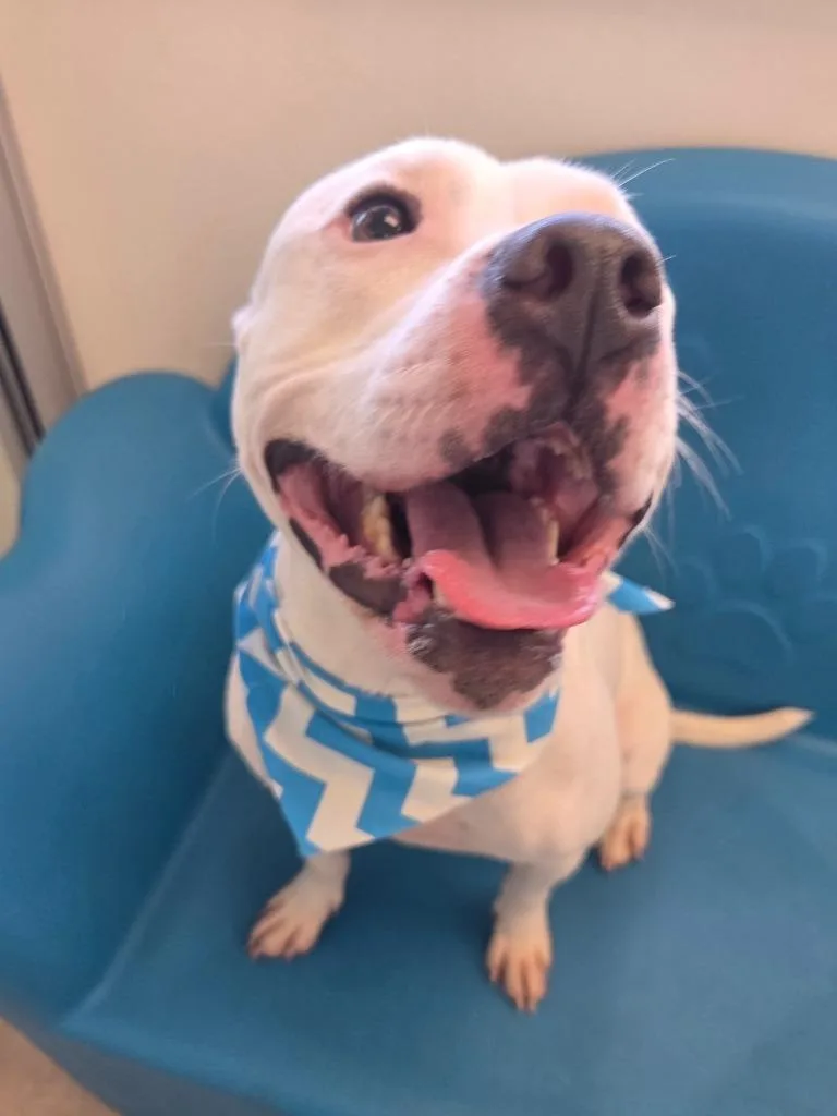 A baby medium-sized male Pit Bull Terrier dog named Lonnie for adoption in Bossier City, LA