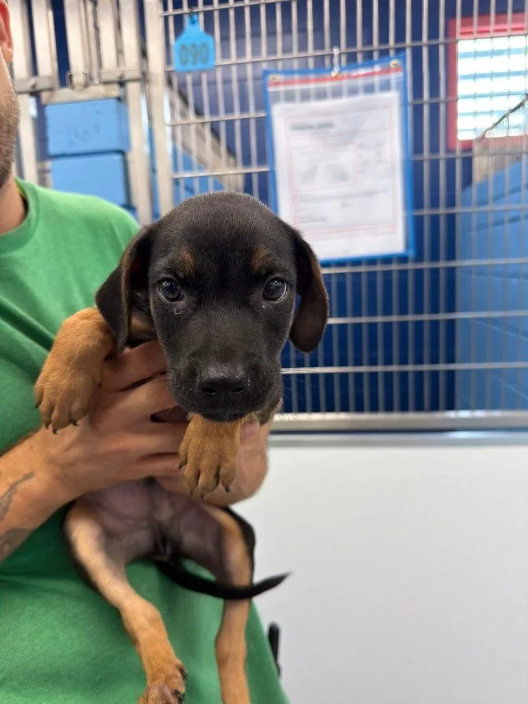 A baby medium-sized male Labrador Retriever dog named Rufus for adoption in Hartsville, SC