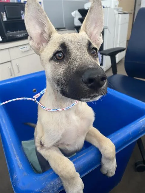 A baby large-sized male Mixed Breed dog named Champ for adoption in Dallas, TX