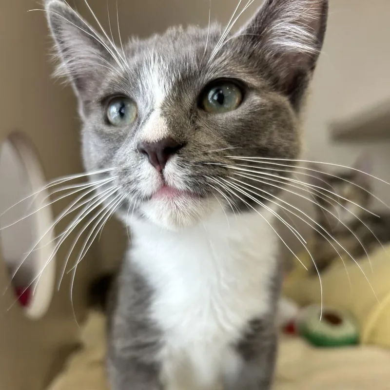 A baby small-sized female Gray / Blue / Silver Domestic Short Hair cat named Wobbles for adoption in Redwood City, CA