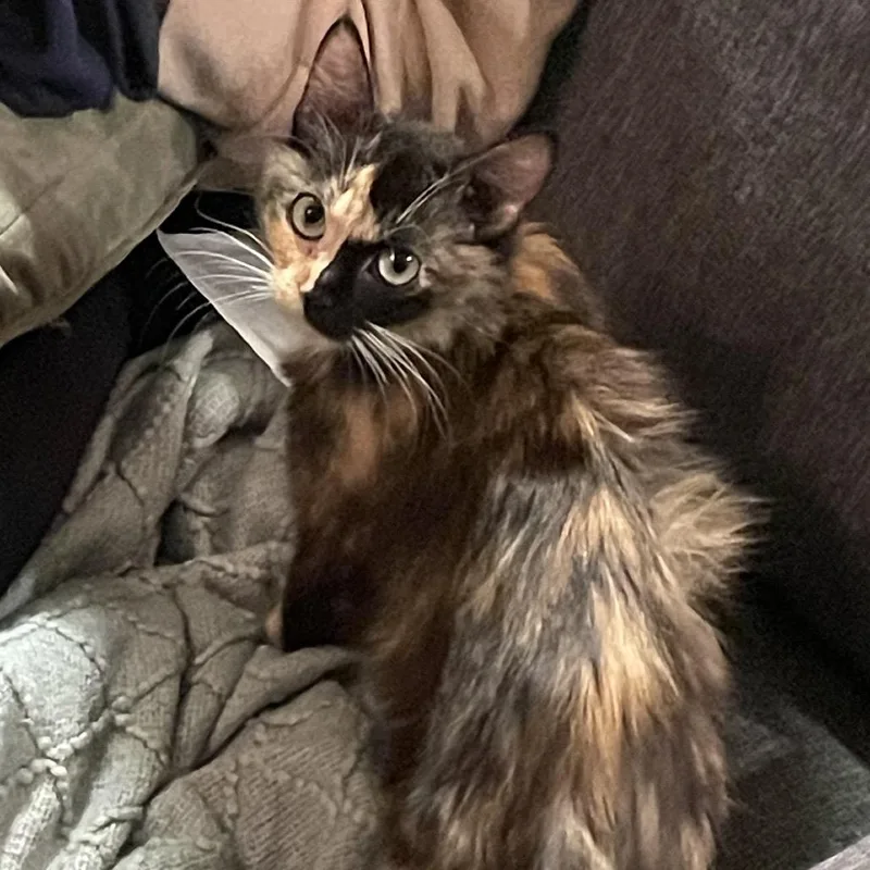 A young medium-sized female Calico Domestic Short Hair cat named Brookie C for adoption in Princeton, MN