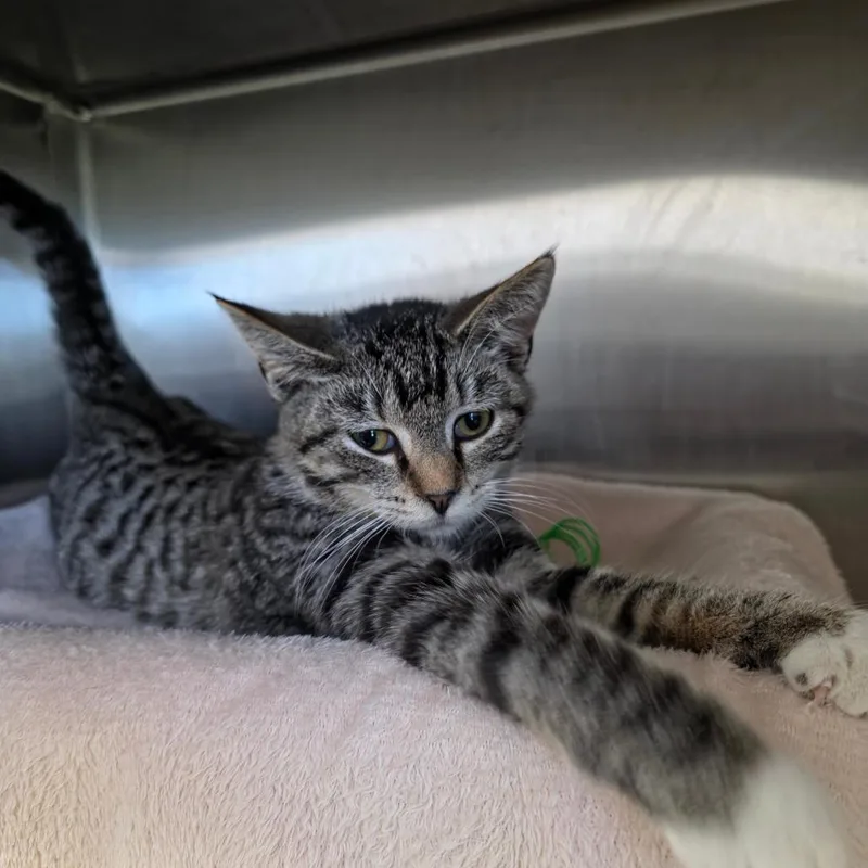 A young small-sized female Black Domestic Short Hair cat named Spiced Cider for adoption in Fort Wayne, IN